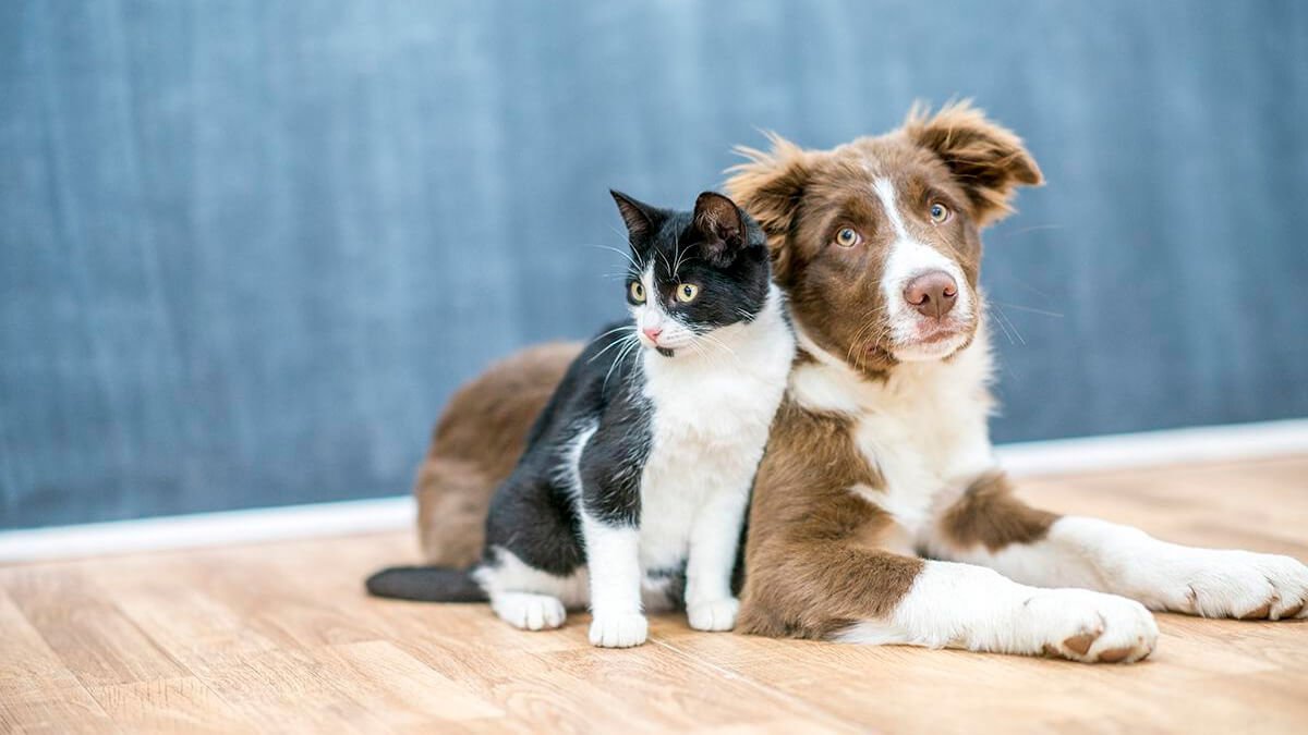 cachorro e gatinho são ypets bichos de estimação